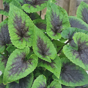 Viola ‘Heartthrob’ (1.5-Litre Pot) image 1