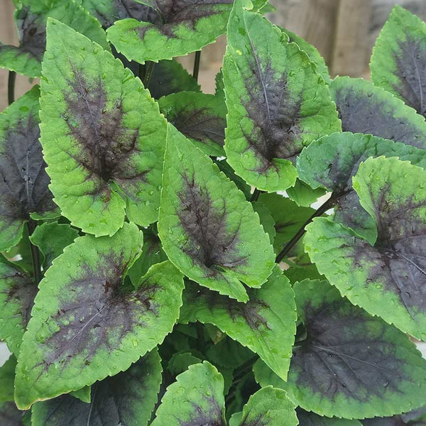 Viola ‘Heartthrob’ (1.5-Litre Pot) image 1