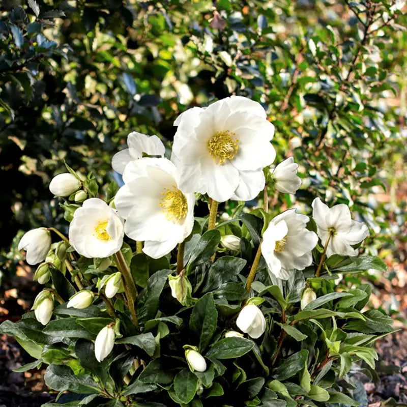 Helleborus niger 'HGC Jesse' Christmas Rose (4.5-Litre Pot) image 0