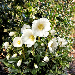 Helleborus niger 'HGC Jesse' Christmas Rose (4.5-Litre Pot) image 0