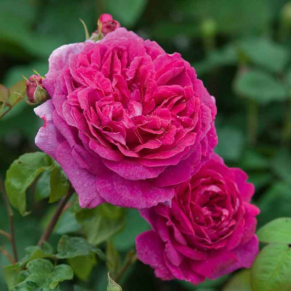 David Austin Young Lycidas® English Shrub Rose (6-Litre Pot) image 0