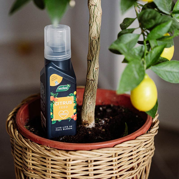 Westland Citrus Feed Concentrate (200ml) image 1