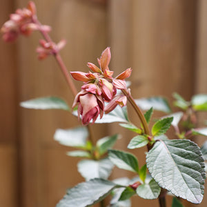 Salvia ‘Kisses and Wishes’ (2-Litre Pot) image 1