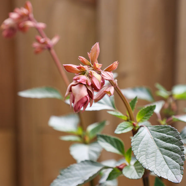 Salvia ‘Kisses and Wishes’ (2-Litre Pot) image 1