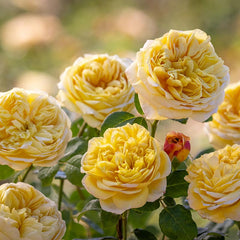 David Austin Charles Darwin® English Shrub Rose (6-Litre Pot) image 0