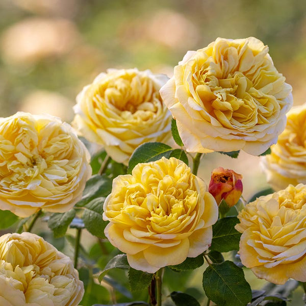 David Austin Charles Darwin® English Shrub Rose (6-Litre Pot) image 0