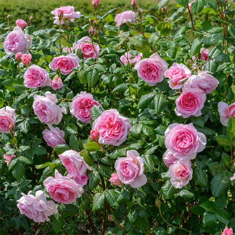 David Austin The Ancient Mariner® English Shrub Rose (6-Litre Pot) image 0