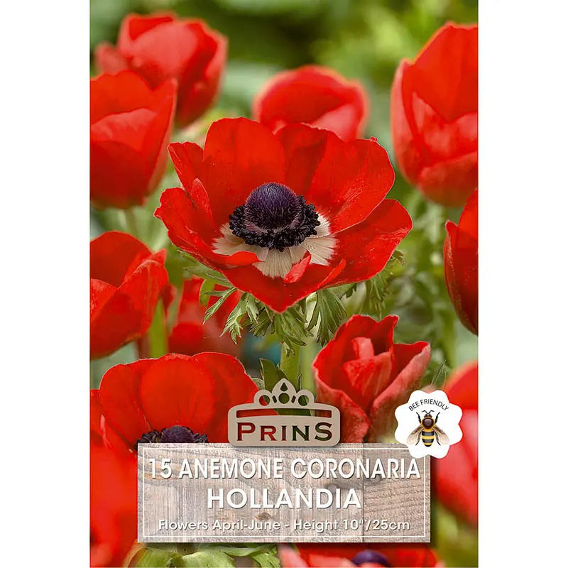 Anemone 'De Caen Hollandia' (15 bulbs) image 0