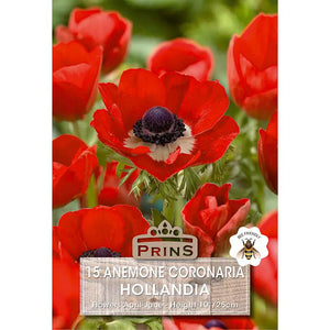 Anemone 'De Caen Hollandia' (15 bulbs) image 0