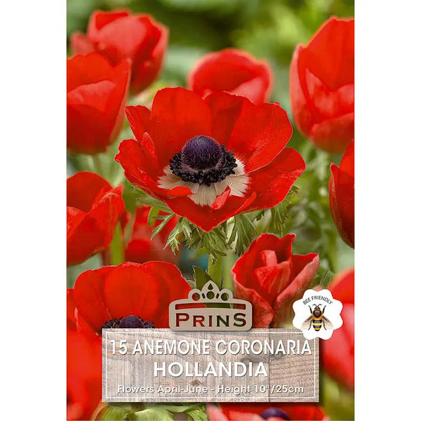 Anemone 'De Caen Hollandia' (15 bulbs) image 0