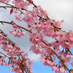 Prunus ‘Pink Cascade’ Tree (Weeping Cherry) (12-Litre Pot) image 0