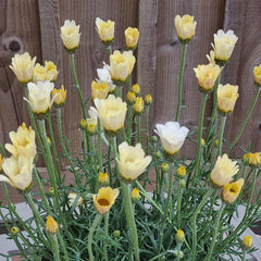 Rhodanthemum ‘Zagora Yellow’ (3-Litre Pot) image 0