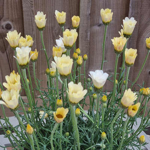 Rhodanthemum ‘Zagora Yellow’ (3-Litre Pot) image 0