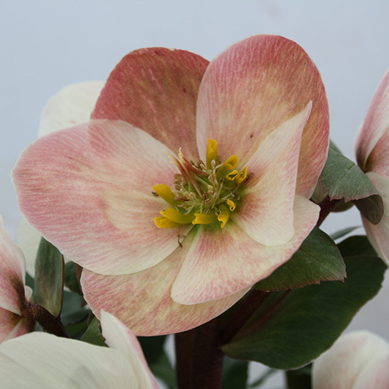 Hellebore ‘HGC® Frosty’ (2-Litre Pot) image 0