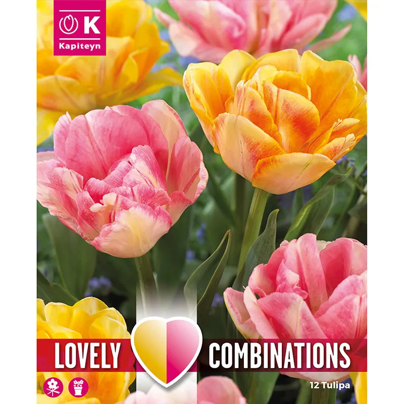 Tulip Duopack Double 'Orange & Pink' Combination Mix (12 bulbs) image 0