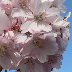 Prunus ‘Pandora’ Tree (Cherry Blossom) (12-Litre-Pot) image 0
