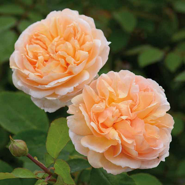 David Austin The Lady Gardener® English Shrub Rose (6-Litre Pot) image 0