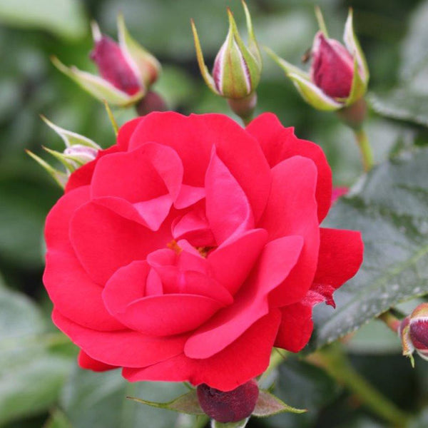 Whartons Roses ‘Eternity’ Bush Rose (3-Litre Pot) image 0