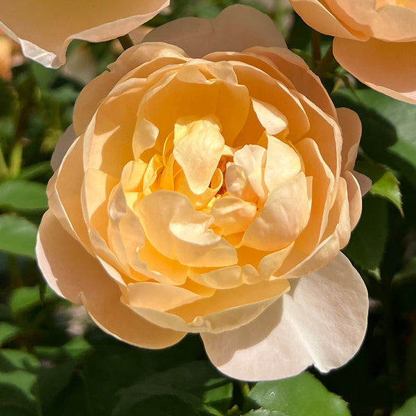 David Austin Dannahue® English Shrub Rose (6-Litre Pot) image 1