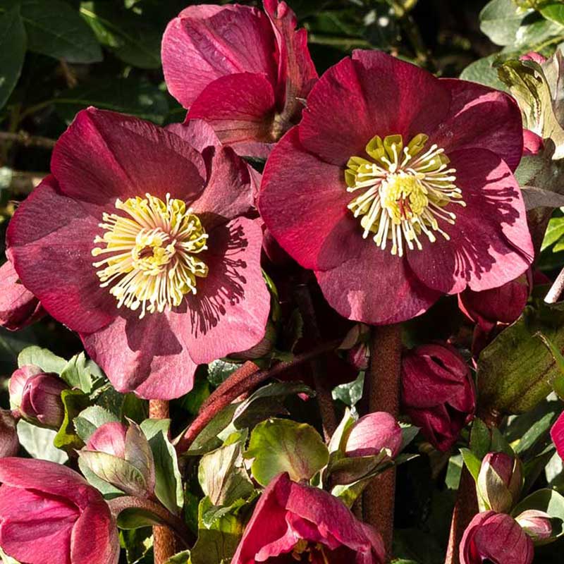 Helleborus ‘HGC Ice N’ Roses Bennotta’ (2-Litre Pot) image 0
