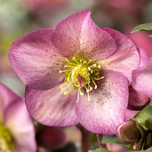 Helleborus ‘HGC Ice N’ Roses Pink Promise’ (4.5-Litre Pot) image 1