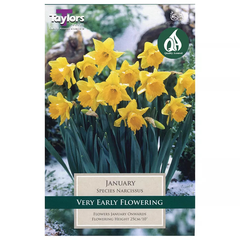 Narcissus 'January' Daffodils (8 bulbs) image 0