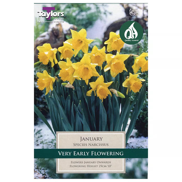 Narcissus 'January' Daffodils (8 bulbs) image 0