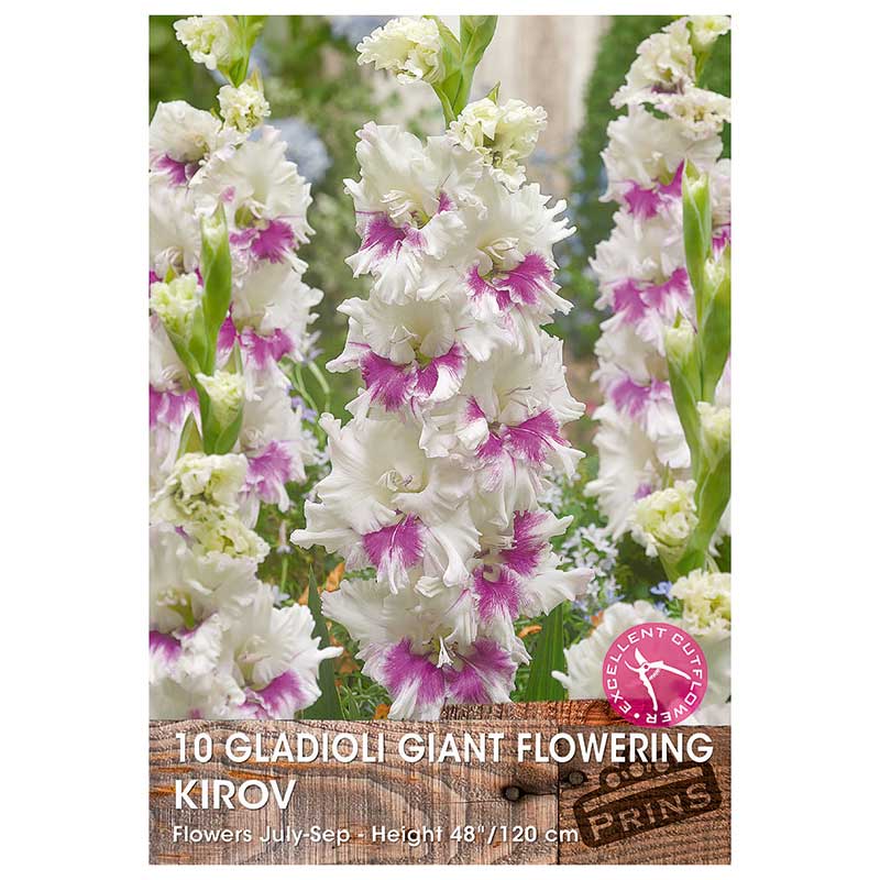 Gladioli Giant Flowering 'Kirov' - 10 bulbs image 0