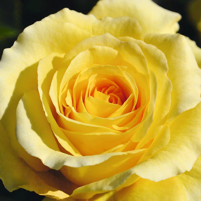 Whartons Roses ‘Sommergold’ Climbing Rose (4-Litre Pot) image 0