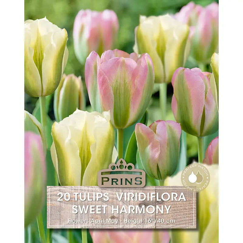 Tulip 'Sweet Harmony' (20 bulbs) image 0