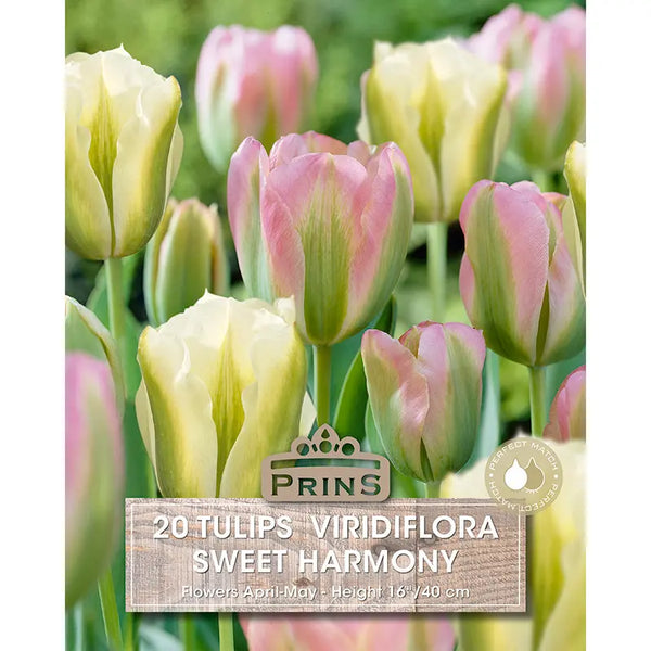 Tulip 'Sweet Harmony' (20 bulbs) image 0