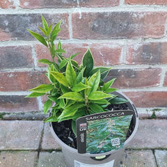 Sarcococca ‘Orientalis’ (3-Litre Pot) image 0