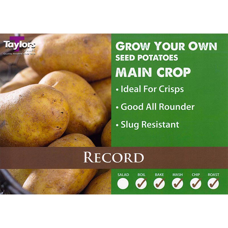 Record Main Crop Seed Potatoes image 0