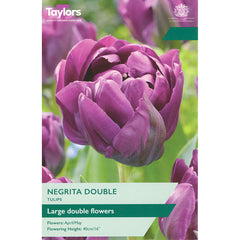 Tulip ‘Negrita Double’ (6 Bulbs) image 0