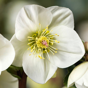 Helleborus ‘HGC Ice N’ Roses White Ivory’ (2-Litre Pot) image 1