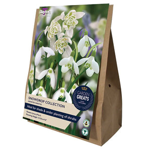 Assorted Varieties Snowdrop Collection (20 bulbs) image 0