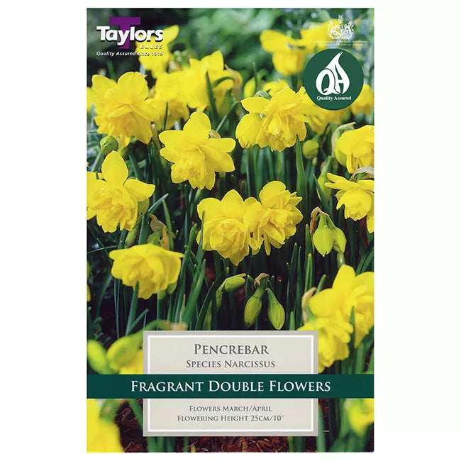 Narcissus 'Pencrebar' Daffodils (7 bulbs) image 0