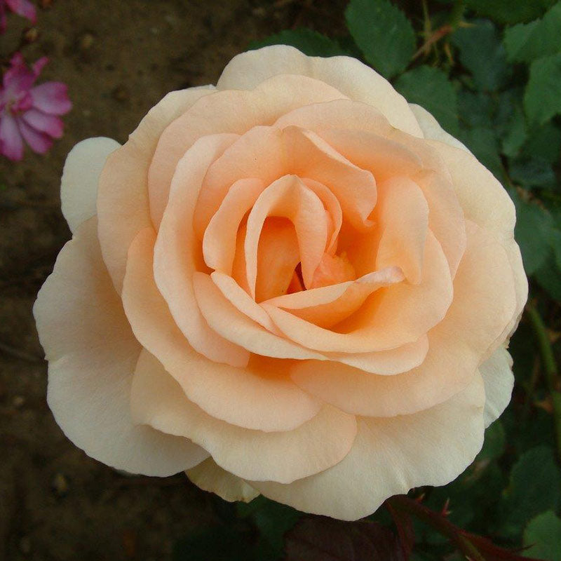 Peter Beales ‘The Churchill Rose’ Shrub Rose (4-Litre Pot) image 0