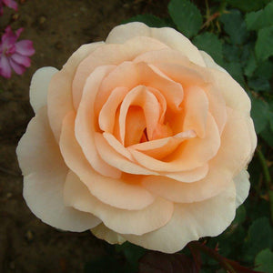 Peter Beales ‘The Churchill Rose’ Shrub Rose (4-Litre Pot) image 0