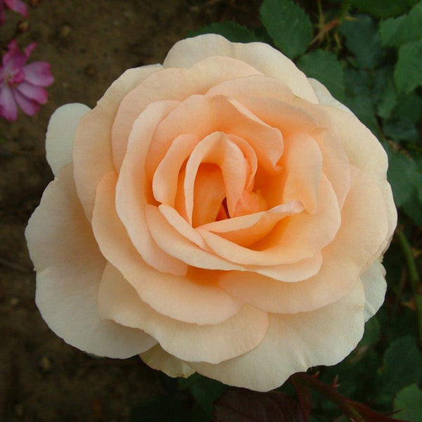 Peter Beales ‘The Churchill Rose’ Shrub Rose (4-Litre Pot) image 0