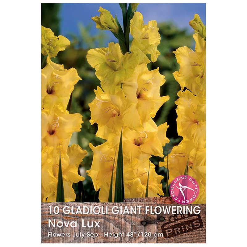 Gladioli Giant Flowering 'Nova Lux' - 10 bulbs image 0