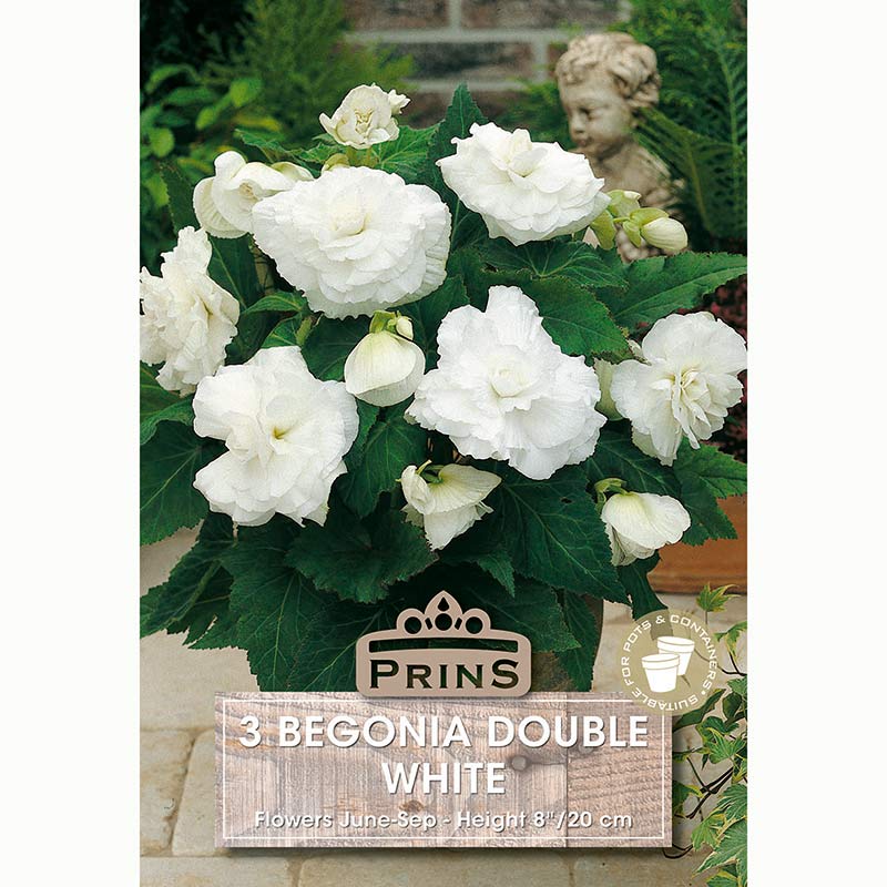 Begonia 'Double White' with Bright White Flowers (3 Bulbs) image 0