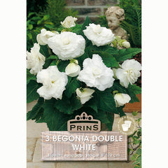Begonia 'Double White' with Bright White Flowers (3 Bulbs) image 0