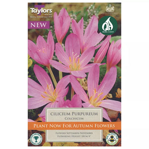 Colchicum Cilicicum 'Purpureum' (1 bulb) image 0