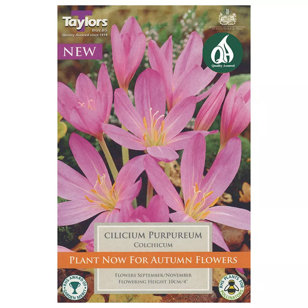 Colchicum Cilicicum 'Purpureum' (1 bulb) image 0