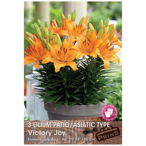 Lilium 'Patio/Asiatic Type Victory Joy' Bulbs image 0