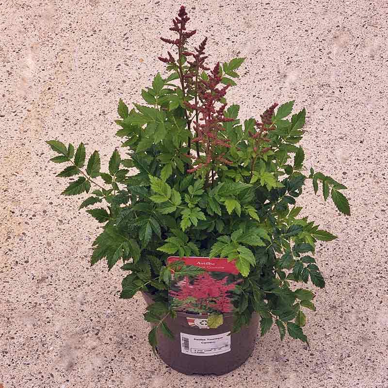 Astilbe Younique Carmine (2-Litre Pot) image 0
