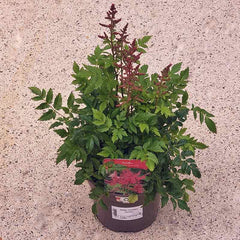 Astilbe Younique Carmine (2-Litre Pot) image 0