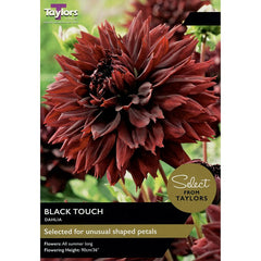 Dahlia Black Touch (2 Tubers) image 0