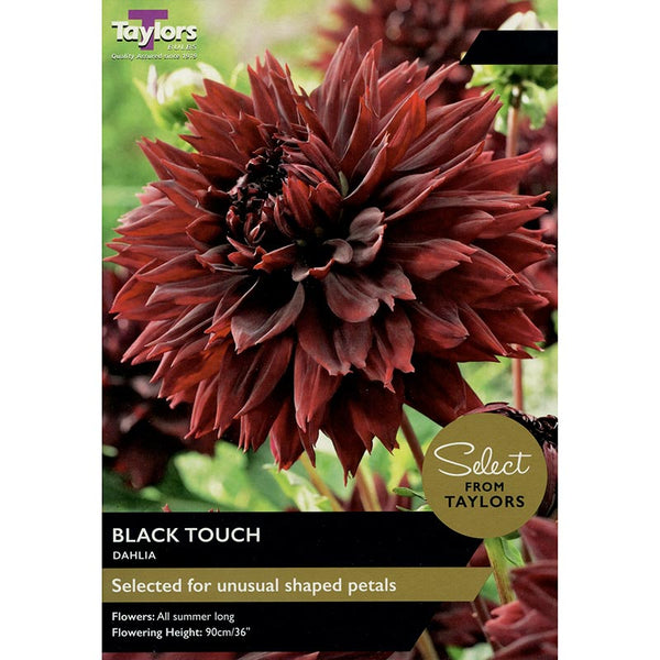 Dahlia Black Touch (2 Tubers) image 0